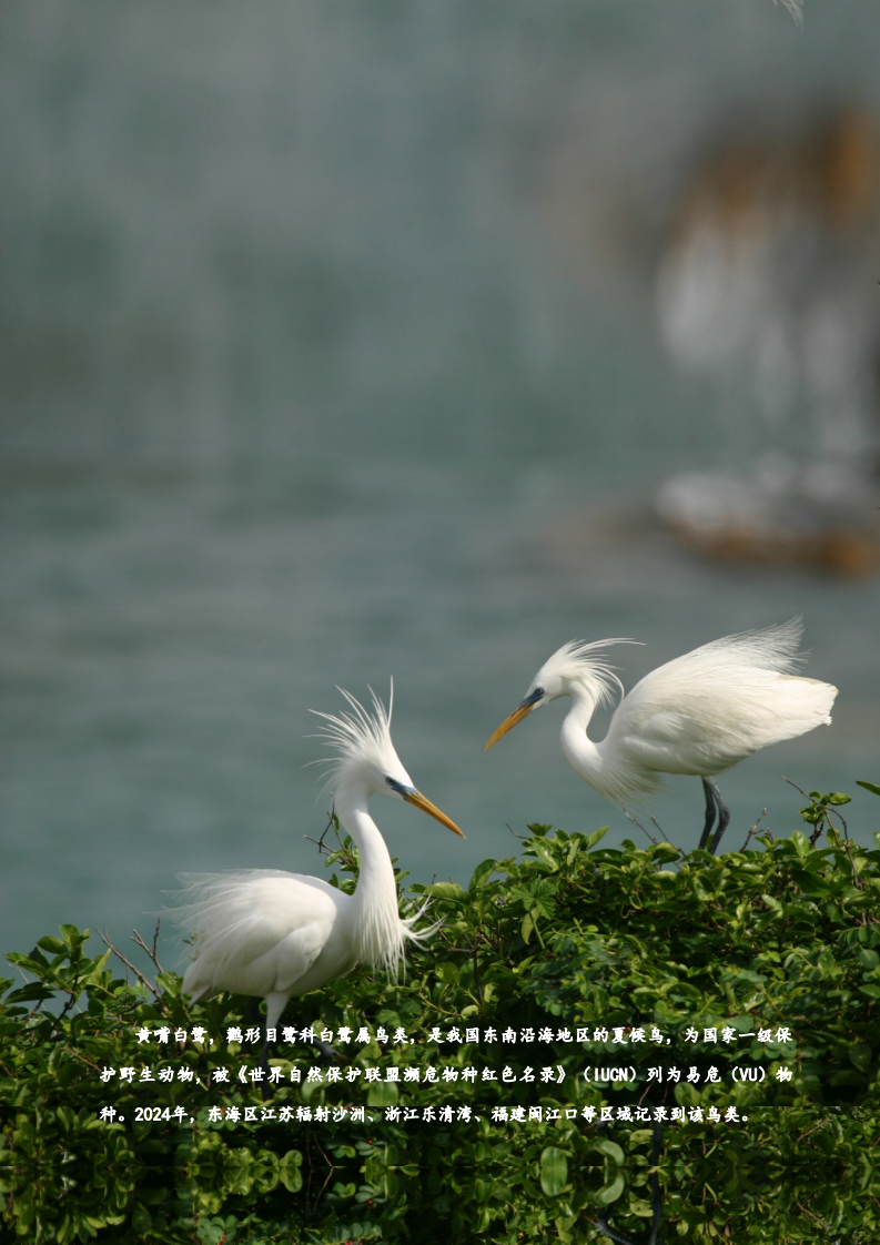 2024年东海区海洋生态预警监测公报 第2页